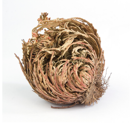 Rose of Jericho