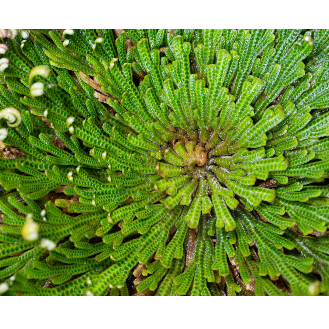 Rose of Jericho