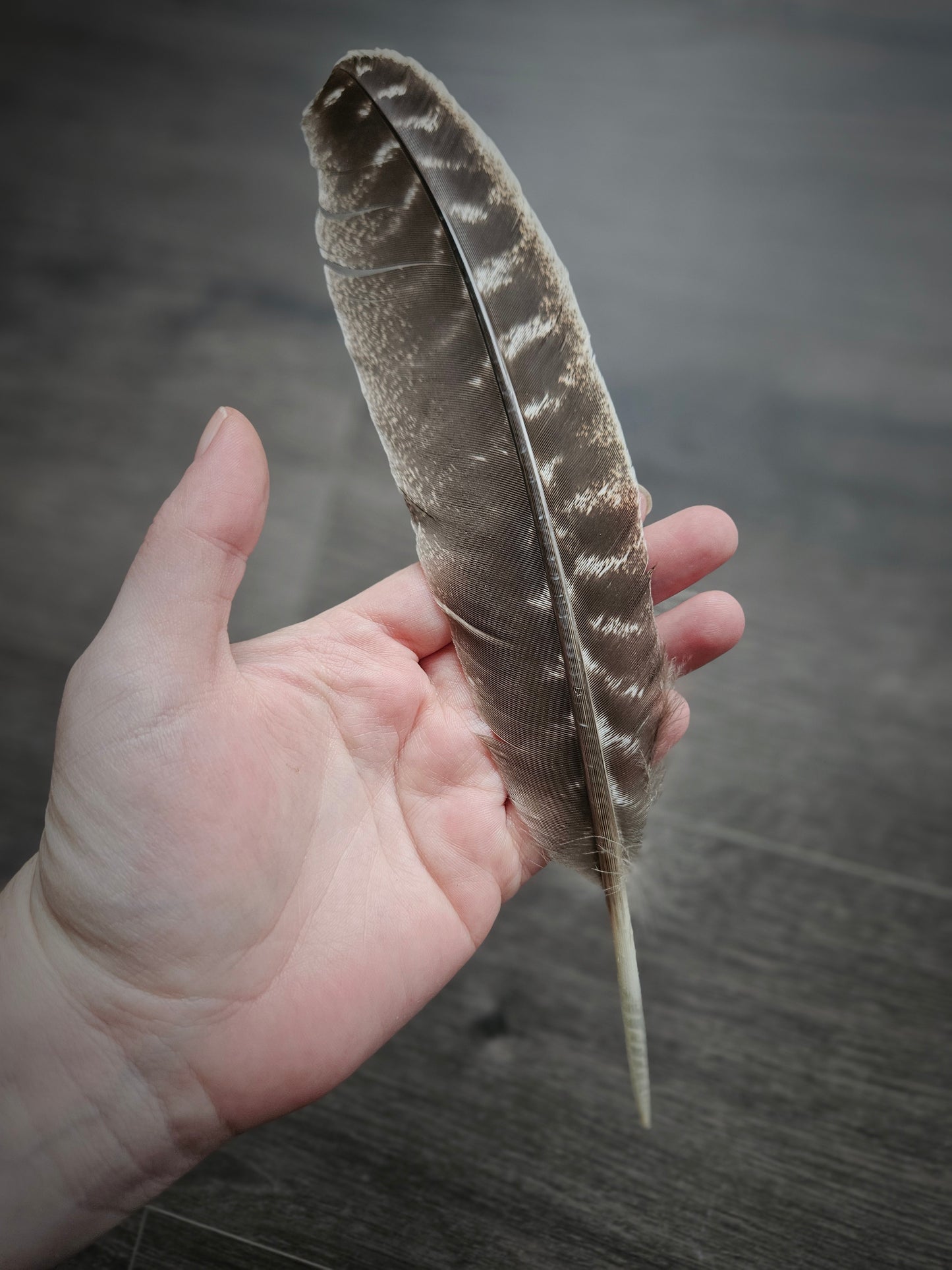 Turkey Barred Feather