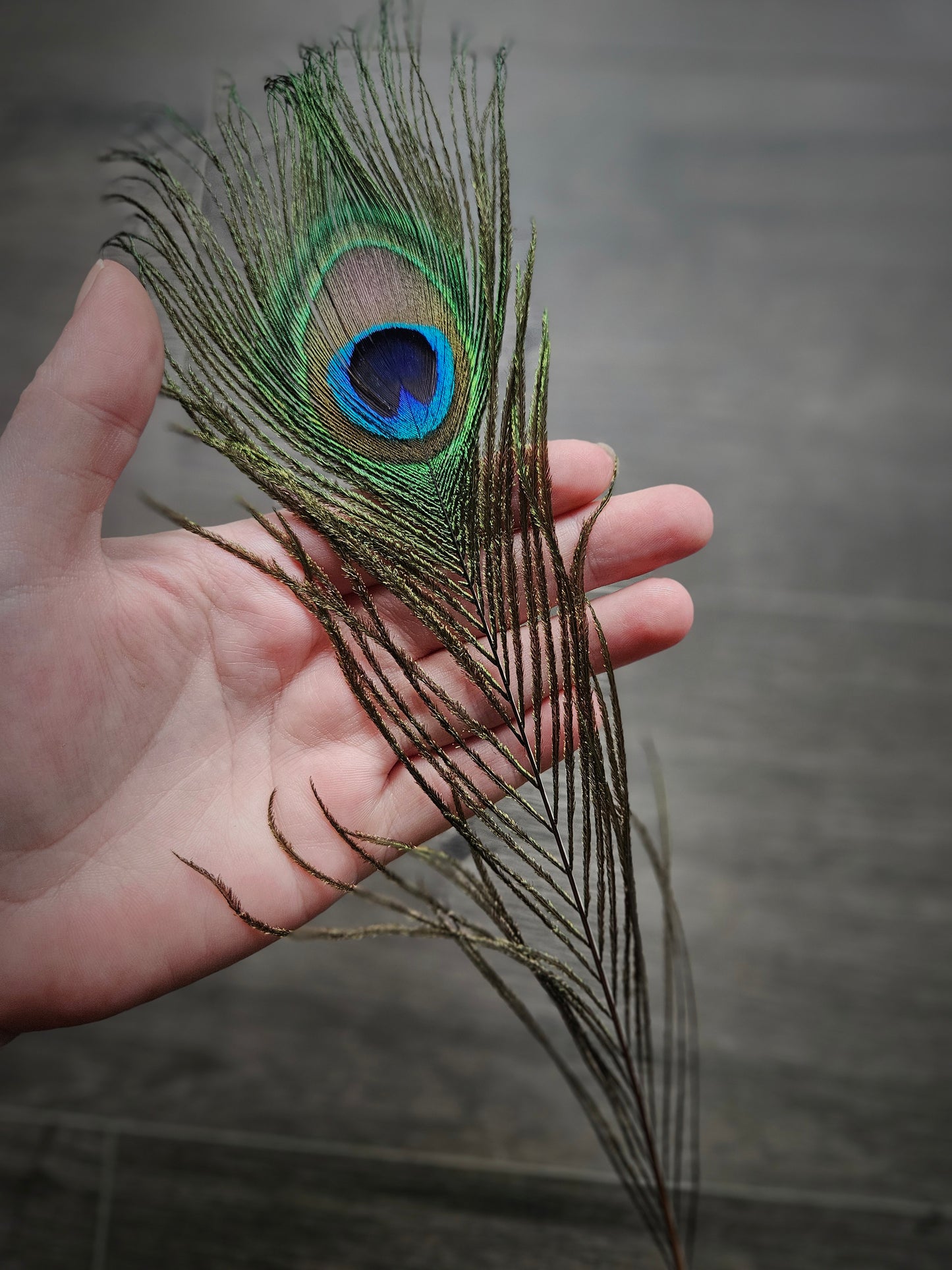 Natural Peacock Tail Feather