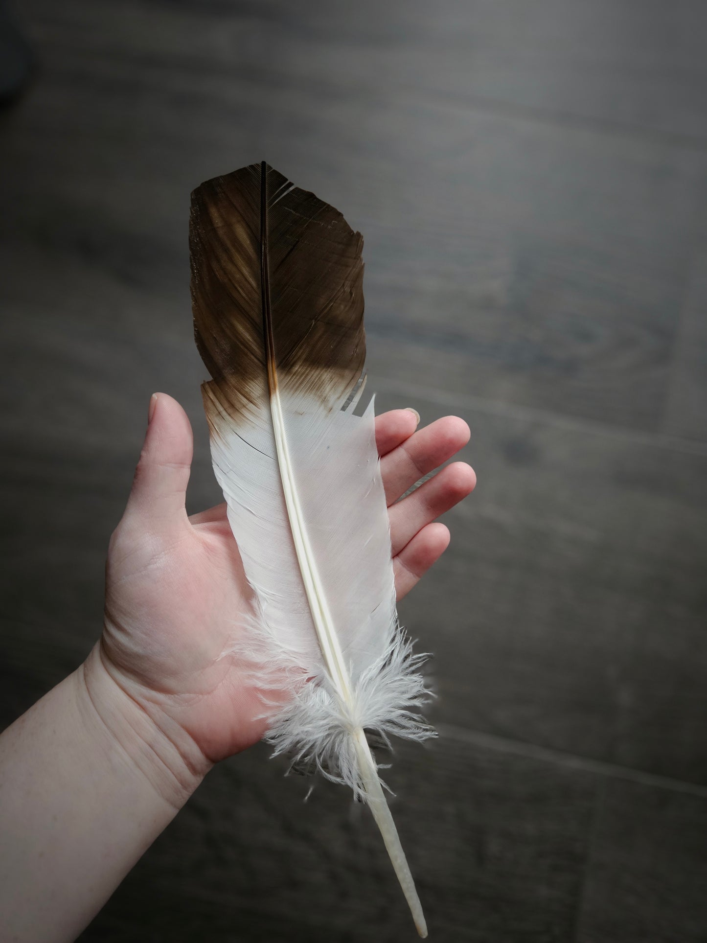 Eagle Feather Imitation