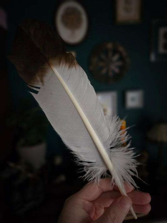 Eagle Feather Imitation