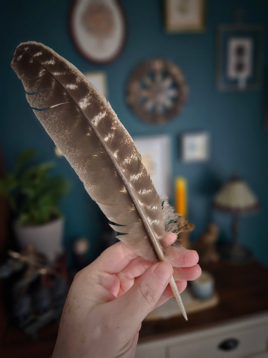 Turkey Barred Feather