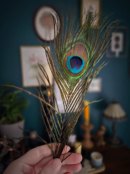 Natural Peacock Tail Feather